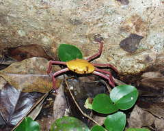 Madagapotamon humberti