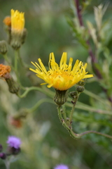 Crepis paludosa