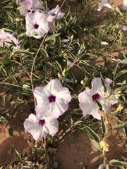 Ipomoea shumardiana