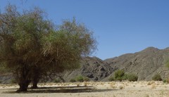 Balanites aegyptiaca