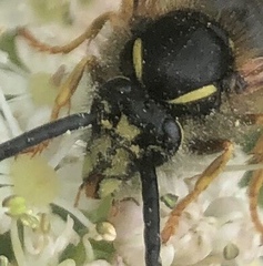 Dolichovespula saxonica