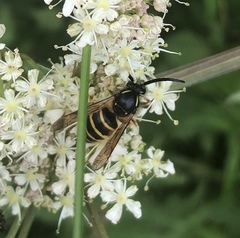 Dolichovespula saxonica