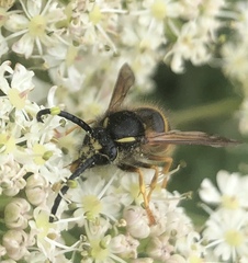 Dolichovespula saxonica