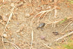 Sphenophorus aequalis
