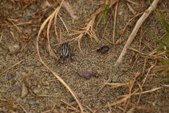 Sphenophorus aequalis