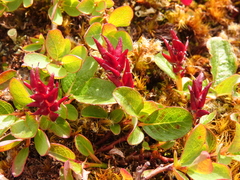 Salix stolonifera