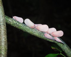 Flatida rosea