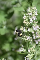 Bombus impatiens