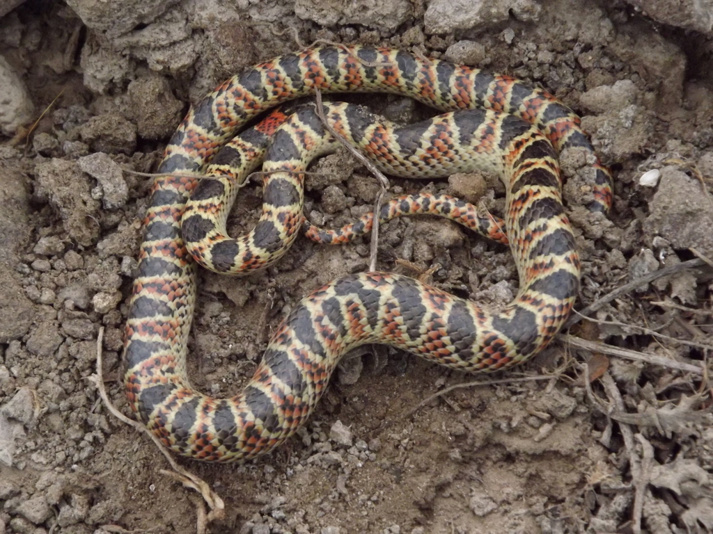 Amazon False Coral Snake