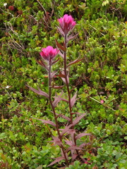 Castilleja parviflora parviflora