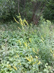 Melilotus officinalis