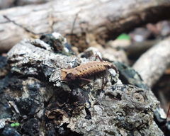 Brookesia stumpffi