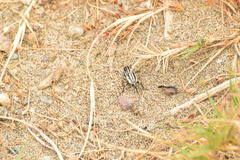 Sphenophorus aequalis