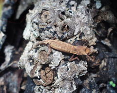 Brookesia stumpffi