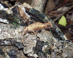 Brookesia stumpffi