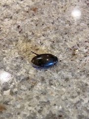 Thermonectus nigrofasciatus