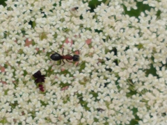 Camponotus novaeboracensis