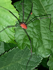 Leiobunum euserratipalpe