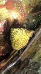 Calliostoma ligatum