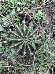 Echinopsis oxygona