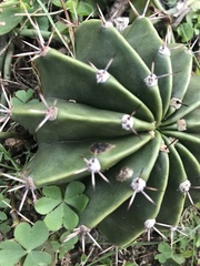 Echinopsis oxygona