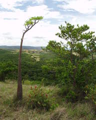 Pachypodium