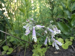Penstemon hirsutus
