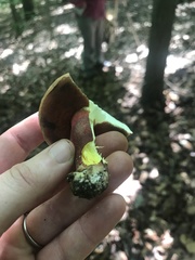 Boletus carminiporus