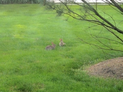 Sylvilagus floridanus