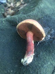 Boletus carminiporus