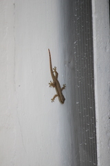 Hemidactylus platyurus