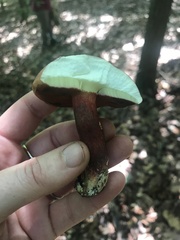 Boletus carminiporus