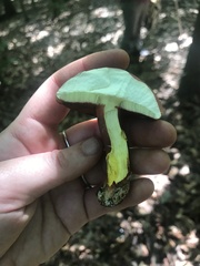 Boletus carminiporus