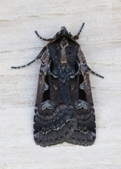 Parabagrotis