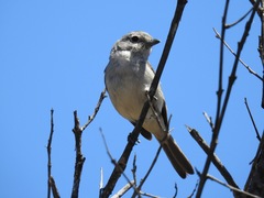 Vireo vicinior