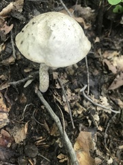 Leccinellum albellum