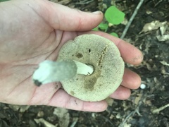 Leccinellum albellum