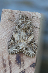 Spodoptera praefica