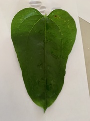 Smilax tamnoides