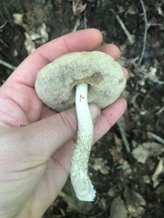 Leccinellum albellum