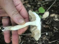 Leccinellum albellum