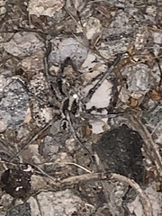 Camptocosa parallela