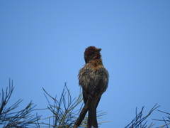 Haemorhous mexicanus