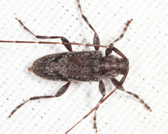 Eutrichillus biguttatus