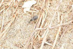 Sphenophorus aequalis