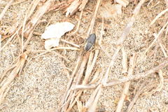 Sphenophorus aequalis