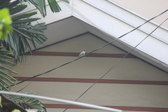 Pycnonotus aurigaster