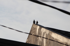 Pycnonotus aurigaster