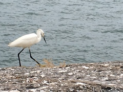 Egretta thula image