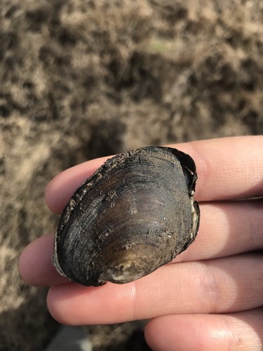 Monocondylaea paraguayana
